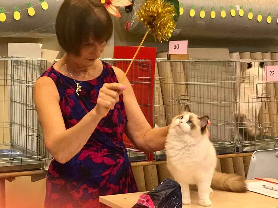 /images/Galeria/Kiállítások (Cat shows)/22450098_500481030319596_1598133721978310341_n.jpg